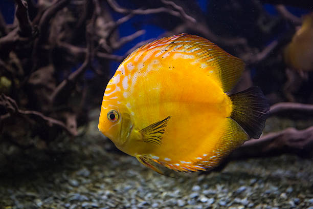 Golden Discus